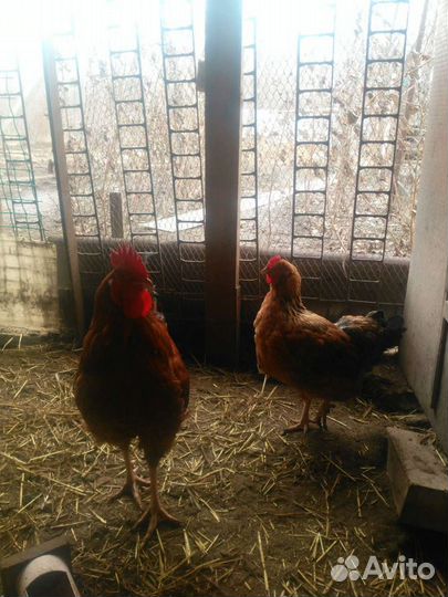 Инкубационные яйца и цыплята