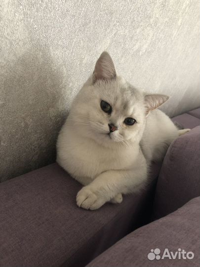 Вязка с котом