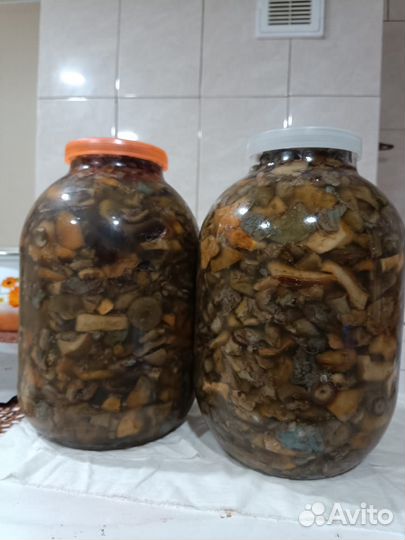 Грибы рыжики