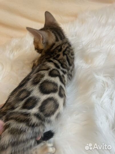 Бенгальские котята в добрые руки