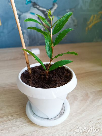 Гранат комнатный