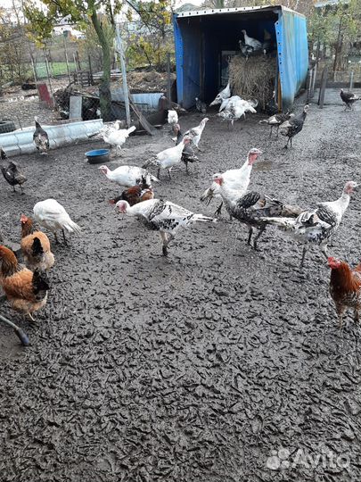 Индюки домашние