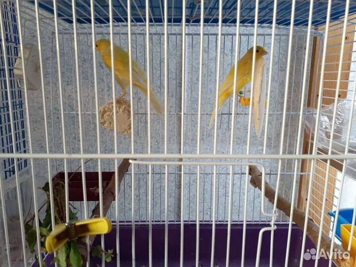 Канарейка кенар