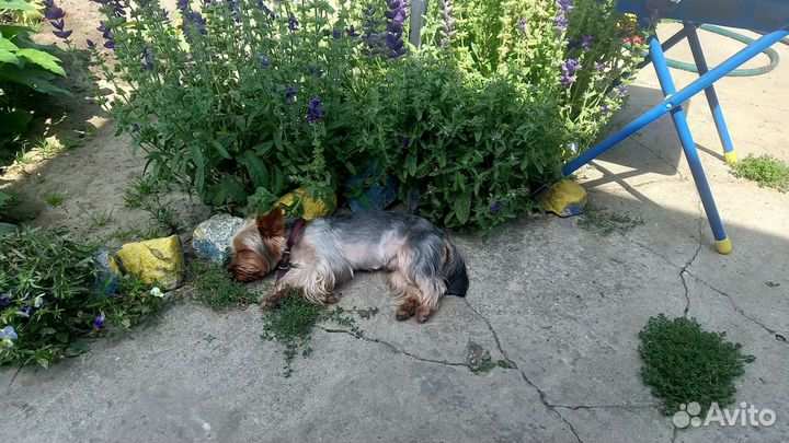 Йоркширский терьер вязка