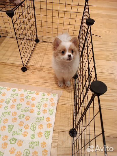 Немецкий шпиц