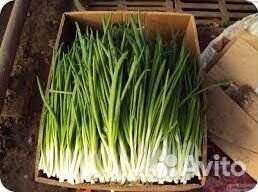 Лук зеленый опт,цена за кг