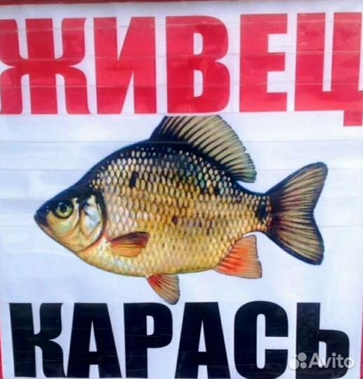 Живец карась