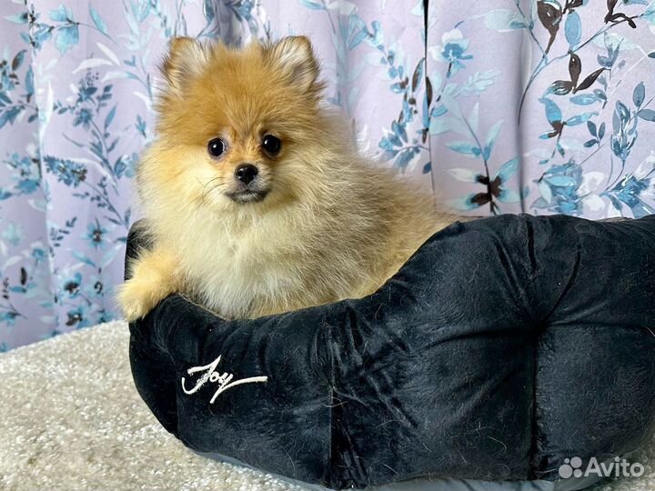 Немецкий шпиц девочка РКФ