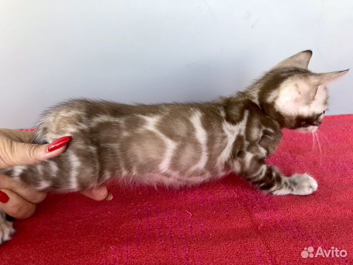 Бенгальский мальчик