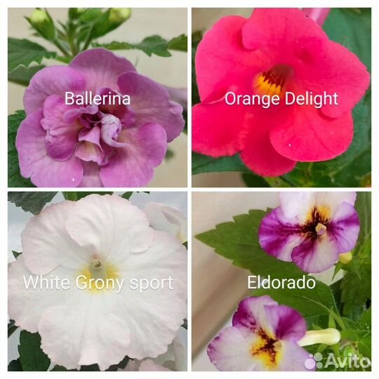 Ахименесы и ахтимианты