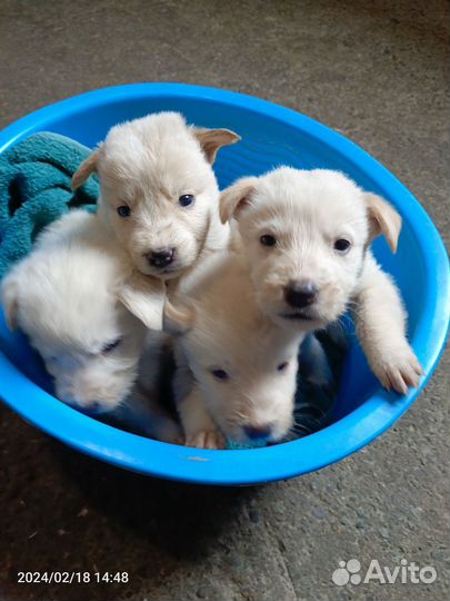 Метисы Лабрадора