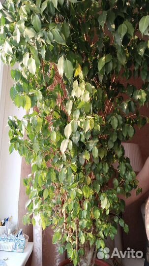 Огромные Фикусы Бенджамин