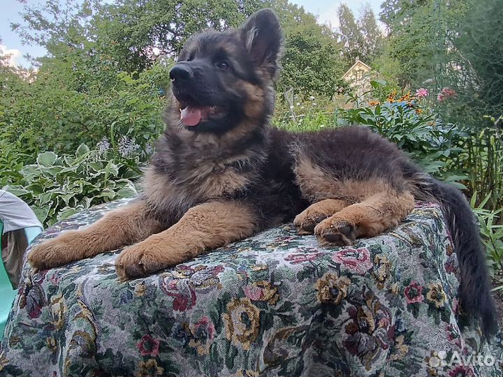 Щенки немецкой овчарки длинношерстной