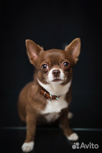 Вязка кобель чихуахуа