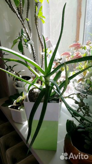 Алоэ и каланхоэ