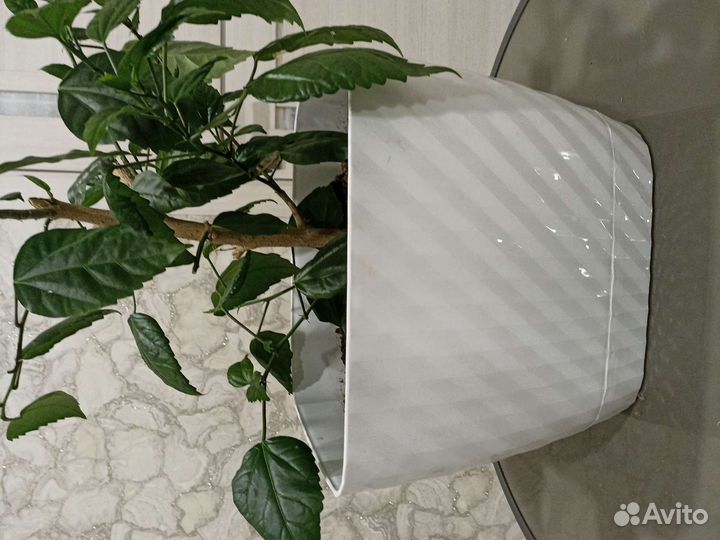 Гибискус-китайская роза