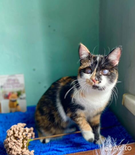 Софа в добрые ручки