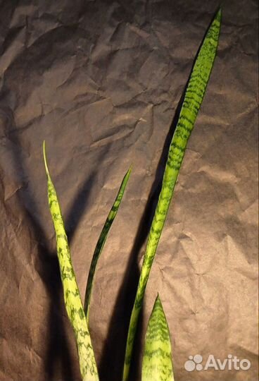 Сансевиерия Зейланика