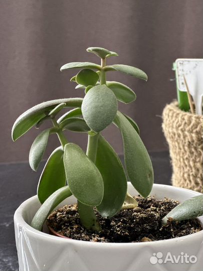 Красула толстянка