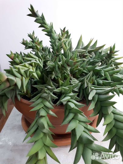 Кактус, суккуленты, хавортия, эчеверия