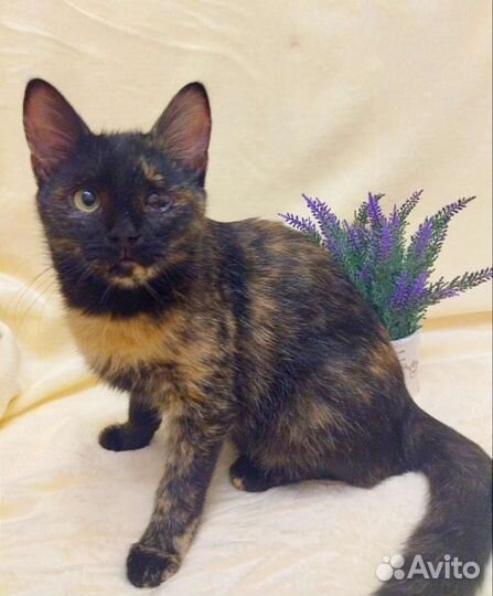 Кошка в дар