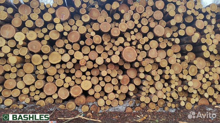 Лес кругляк