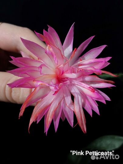 Махровая шлюмбергера Pink petticoats