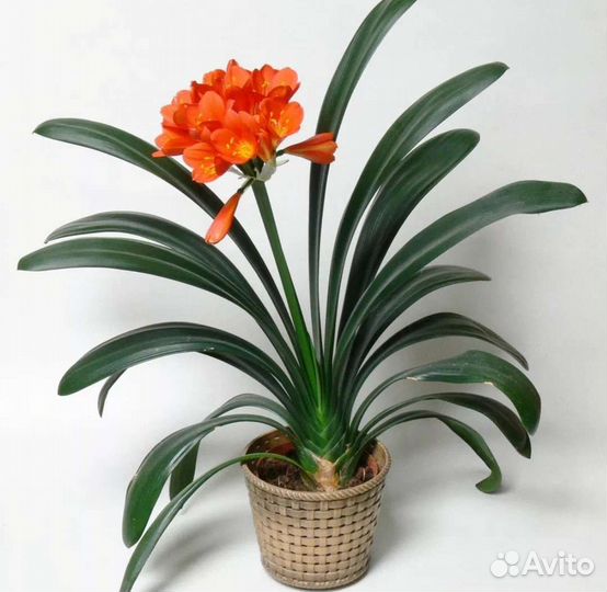 Комнатные растения цветы