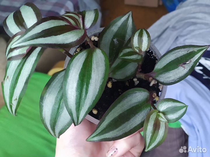 Традесканция зебрина