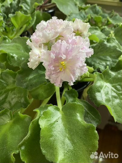 Сортовые фиалки