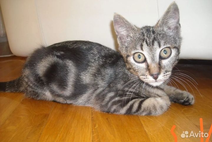 Бенгальская