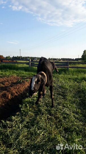 Козел на вязку