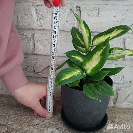 Дифенбахия