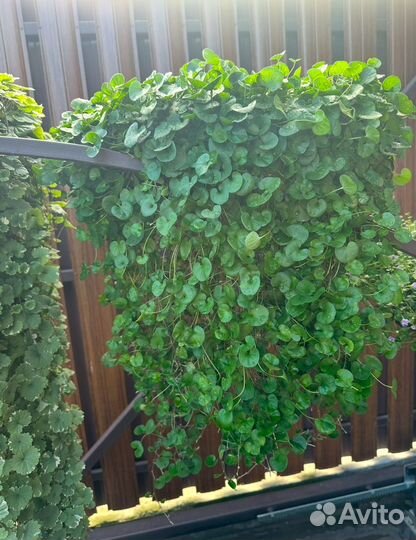 Продам дихондру изумрудную, будру