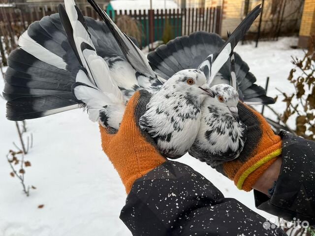 Николаевские голуби