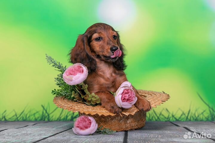 Такса тигровая