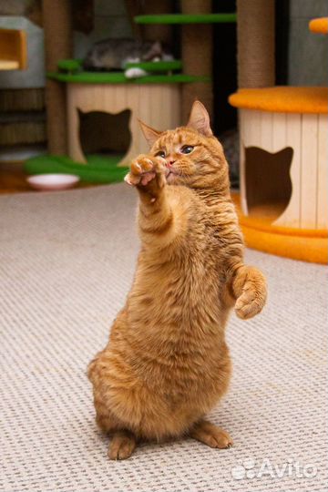 Милый рыжий котик Степашка