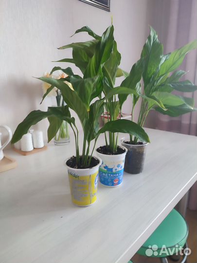 Спатифиллум