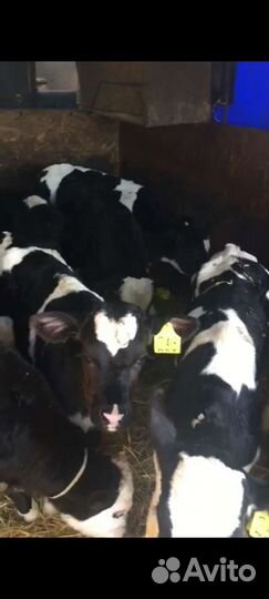 Бычки телята