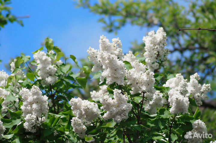 Саженцы сирени обыкновенной (белой)