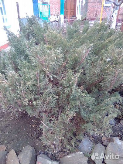 Ель, (калмыцкий можевельник ) вечно зелёный