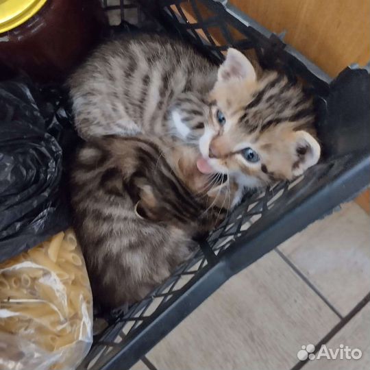 Кошка в дар бесплатно