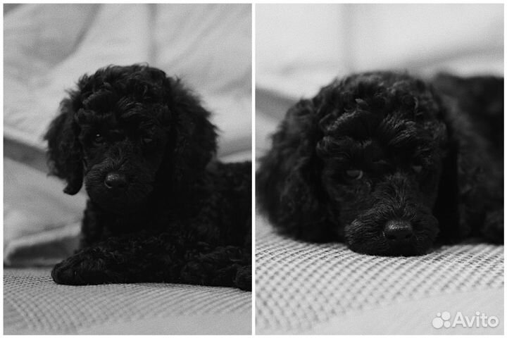 Пудель вязка