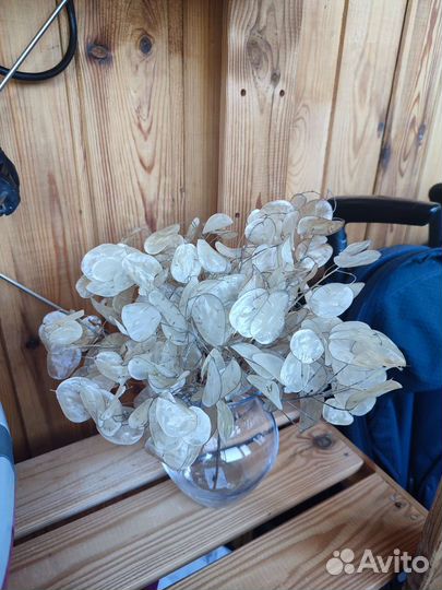 Лунария сухоцвет