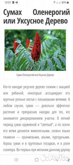 Саженцы сумах оленерогий