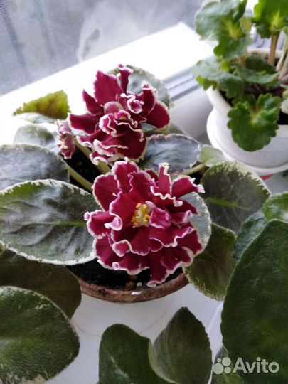 Укорененные листья фиалок