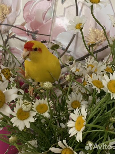 Какарики, пара 7 мес