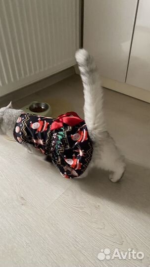 Одежда для кошек