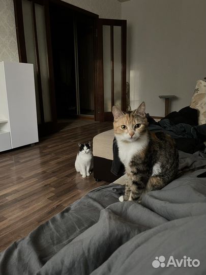 Кошки 1 годик