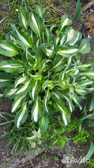 Хоста растение